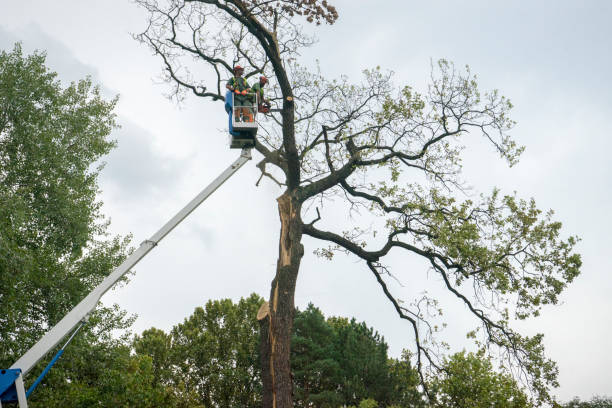 Why Choose Our Tree Removal Services in Milton, DE?