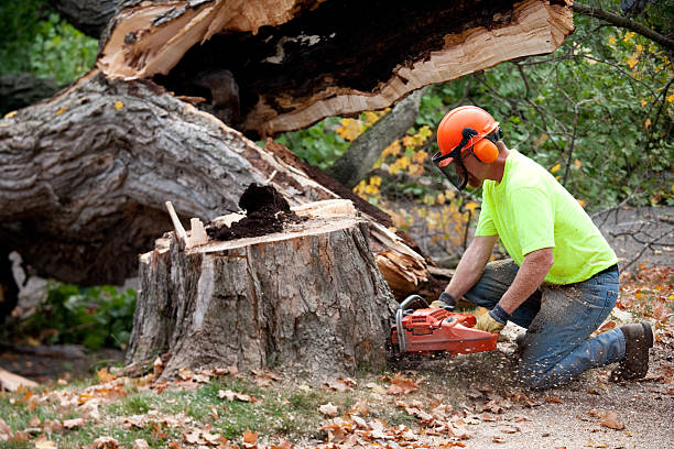 Best Tree Risk Assessment  in Milton, DE