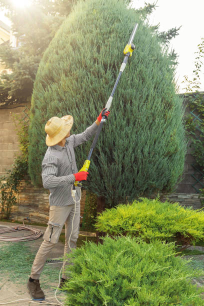 Best Tree Trimming and Pruning  in Milton, DE